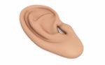 Ear Anatomy Stock Photo