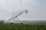 Irrigation Of Corn Field Stock Photo