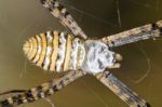 Orb-weaving Spider (argiope Bruennichi) Stock Photo