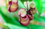 Nepenthes, Monkey Cup Or Tropical Pitcher Plant Stock Photo