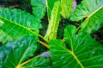 Green Caladium Leaf And Caladium Tree Stock Photo
