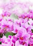 Beautiful Of Tropical Orchid Flower Blooming Show Shallow Depth Stock Photo