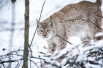 Lynx In A Winter Forest Stock Photo