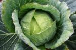 Cabbage Close Up Stock Photo