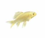 Golden Koi Fish Stock Photo