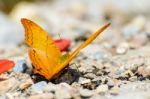 Cruiser Butterfly With Orange Feeding On The Ground Stock Photo