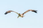 Brown Pelican In Flight Over Galapagos Islands Stock Photo