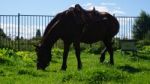 Russia Moscow Country Side Horses Stock Photo