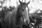 Horse In The Paddock Stock Photo