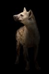 Spotted Hyena In The Dark Stock Photo