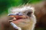 Ostrich Head Stock Photo