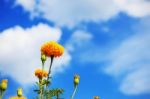 Marigold With The Blue Sky Stock Photo