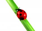 Ladybug Stock Photo