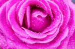 Macro Of Pink Rose With Water Drops Stock Photo