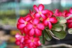 Red Pink Adenium In Plants Nursery Stock Photo