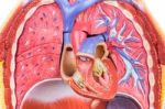 Model Human Body With Lungs And Heart Stock Photo
