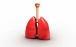 3d Rendered Lungs Stock Photo