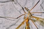 Malarial Mosquitoes On The Wall Stock Photo