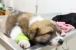 Illness Puppy(thai Bangkaew Dog) With Catheter At Its Leg Stock Photo