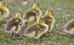 Beautiful Photo With Several Cute Funny Chicks Of Canada Geese Going Somewhere Stock Photo