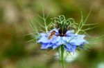 Hoverfly On A Blue Cornflower Stock Photo