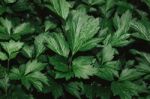 High Resolution Green Leaves Background Texture Stock Photo