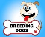Breeding Dogs Represents Mating Doggy And Doggie Stock Photo