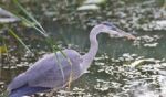 Photo Of A Great Blue Heron Watching Somewhere Stock Photo