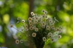 White Daisies With Green And Blur Background Stock Photo