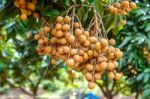 Longan Orchards - Tropical Fruits Beautiful Longan In Thailand Stock Photo