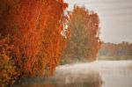 Autumn Misty Morning On The River. Yellow Birch Trees Stock Photo