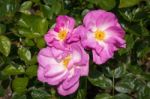 Cultivated Ornamental Dog Rose Stock Photo