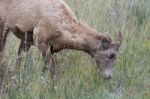 Bighorn Sheep (ovis Canadensis) Stock Photo