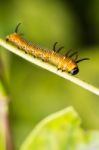 Caterpillar Stock Photo