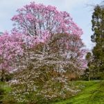 Pink Magnolia Flowering Stock Photo
