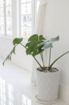 Beautiful White Mable With Green Plant On Top Stock Photo