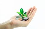 Seedling Growing With Money Stock Photo