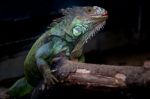 Green Iguana In Zoo Stock Photo
