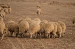 Herd Of Sheep On Nature Stock Photo