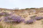 Sand Dune Vegetation Stock Photo