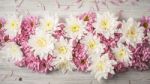 Composition Of  White And Pink Flower On The White Wooden Table Top View Stock Photo