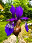 Snail On A Purple Iris Stock Photo