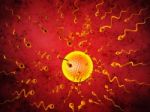 3d Illustration Sperm And Egg Cell Stock Photo