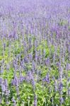 Lavender Fields Stock Photo