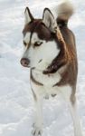 Siberian Husky Stock Photo