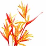 Heliconia Rubra Stock Photo