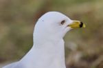 Beautiful Image Of A Thoughtful Gull Stock Photo