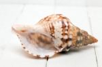 Seashell On White Stock Photo
