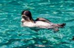 Humboldt Penguin (spheniscus Humboldti) Stock Photo