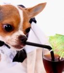 High Class Thirsty Chihuahua Having A Drink Stock Photo